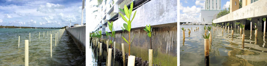 Mangrove Sustainable Development